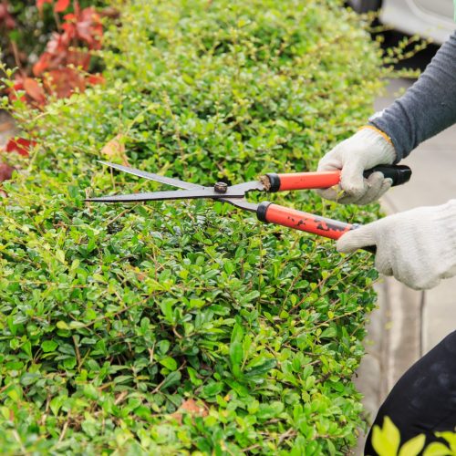 pruning-bushes-garden
